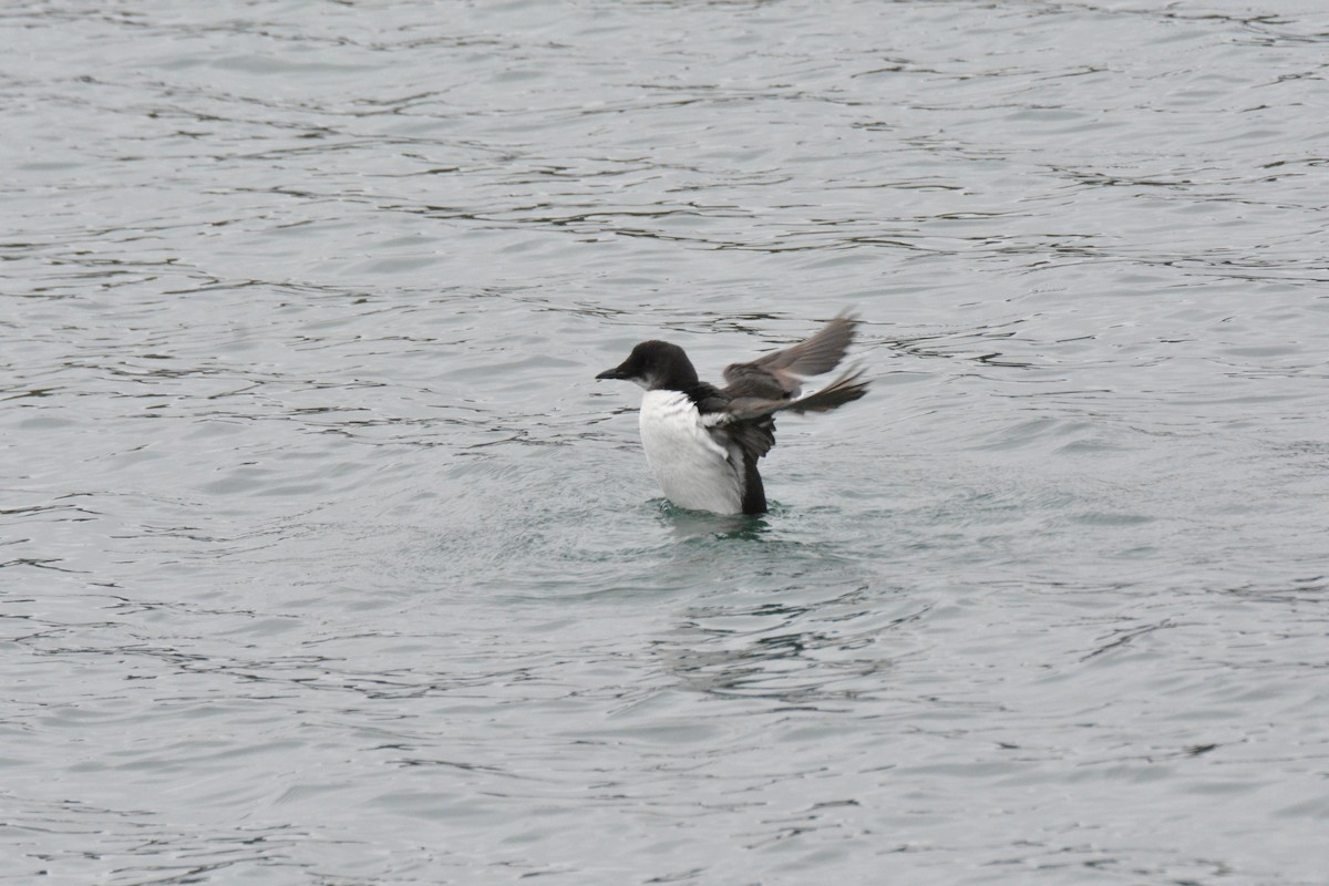 Thick-billed Murre - ML616009283