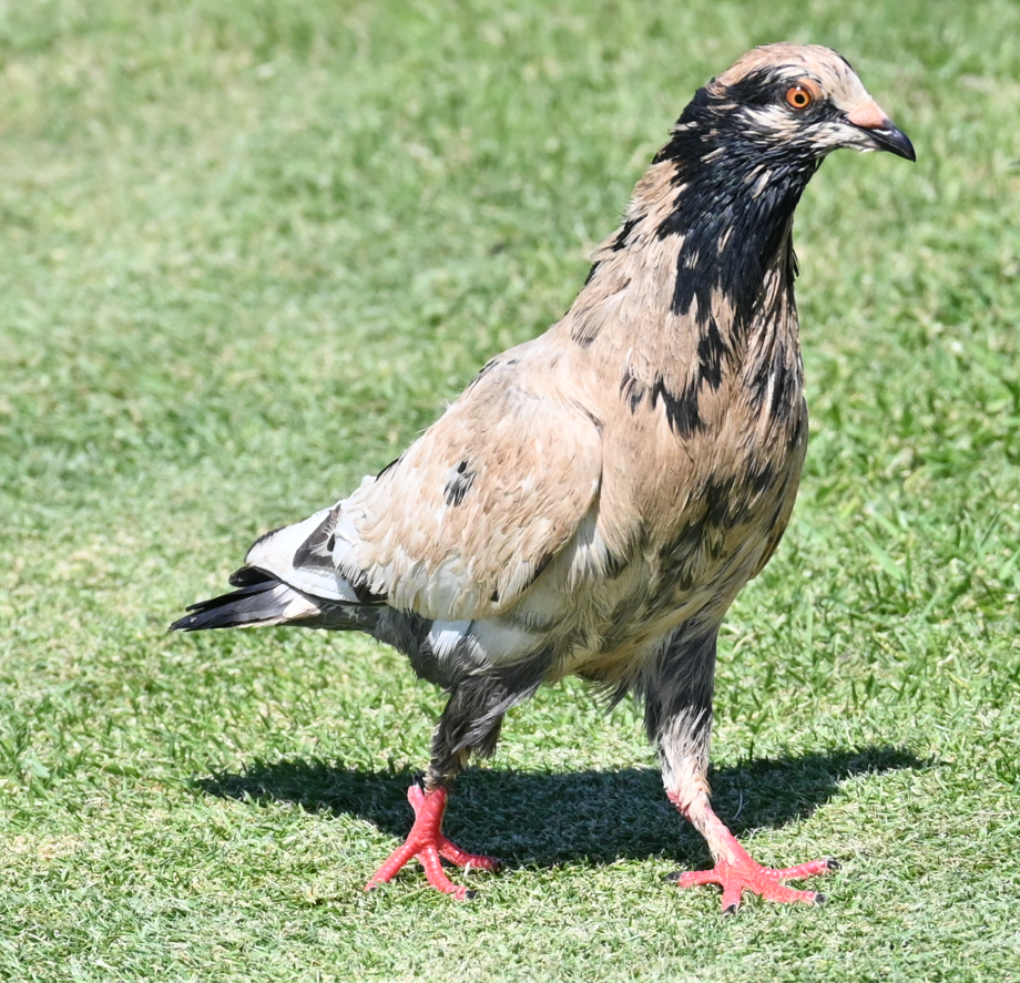 pigeon/dove sp. - ML616009498