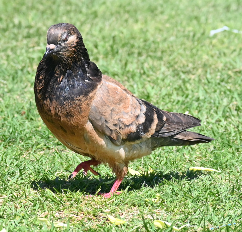 pigeon/dove sp. - ML616009527