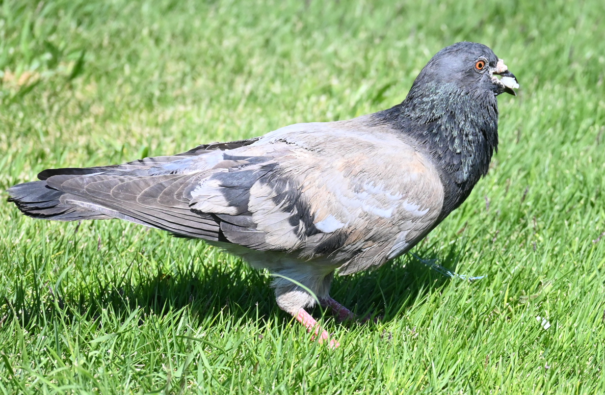 pigeon/dove sp. - ML616009528
