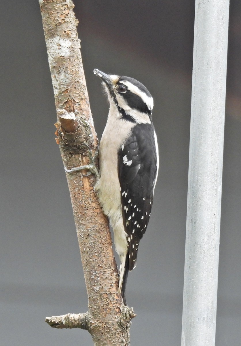 Downy Woodpecker (Pacific) - ML616009534