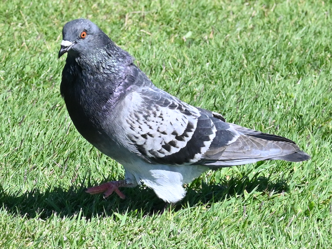pigeon/dove sp. - Remigio Miguel