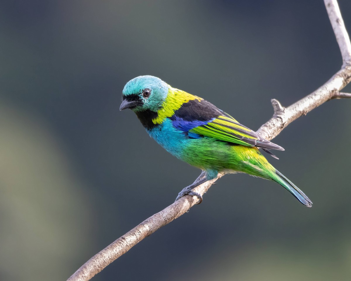 Green-headed Tanager - ML616009572
