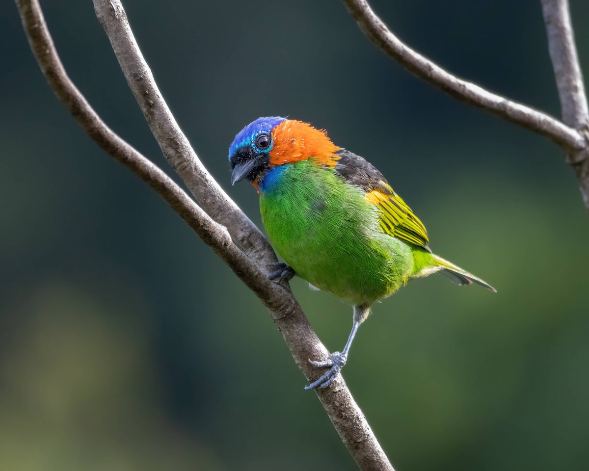 Red-necked Tanager - ML616009578