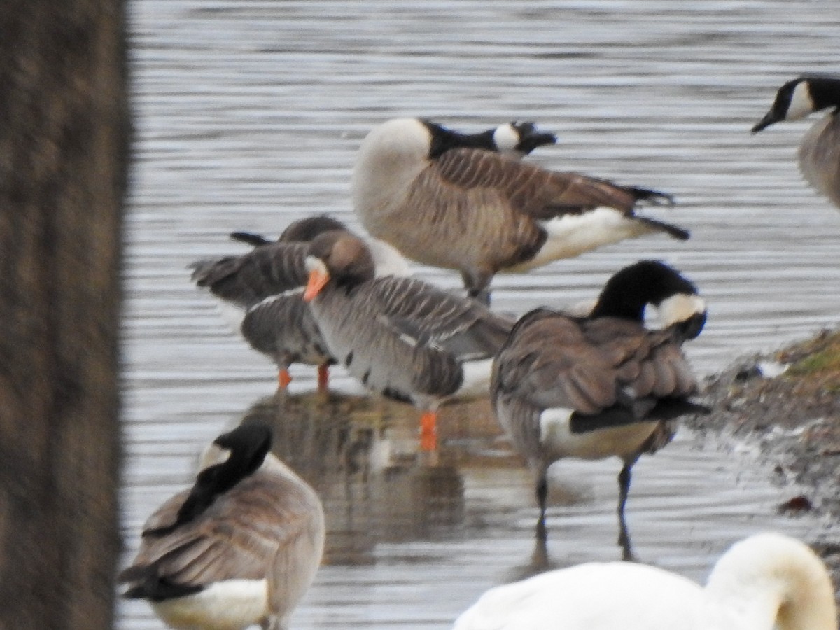 Greater White-fronted Goose - ML616009708