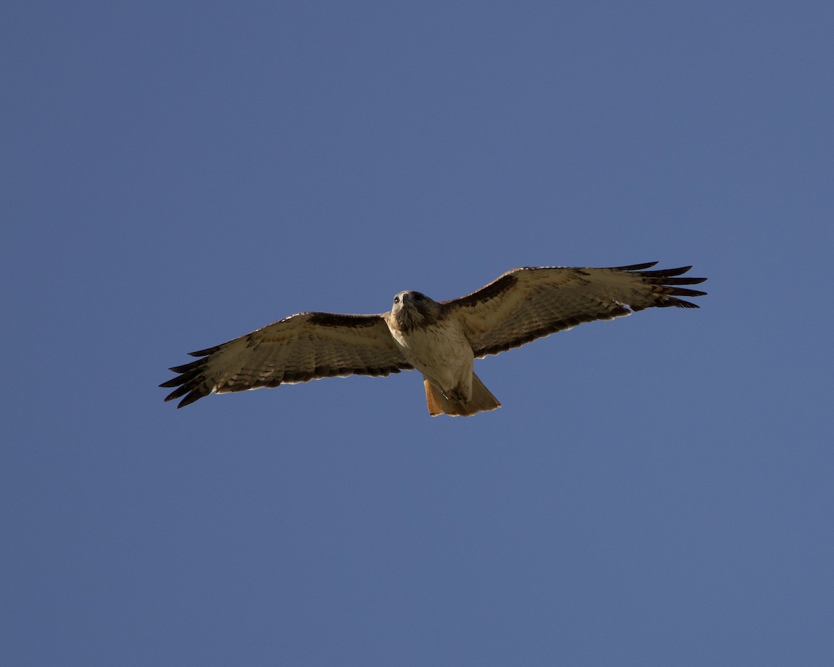 Red-tailed Hawk - ML616009773