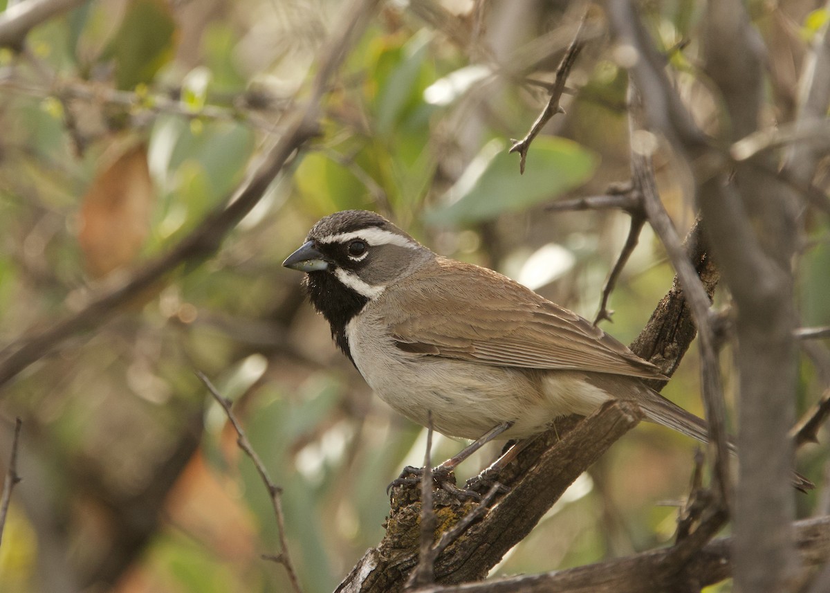 Black-throated Sparrow - ML616009826