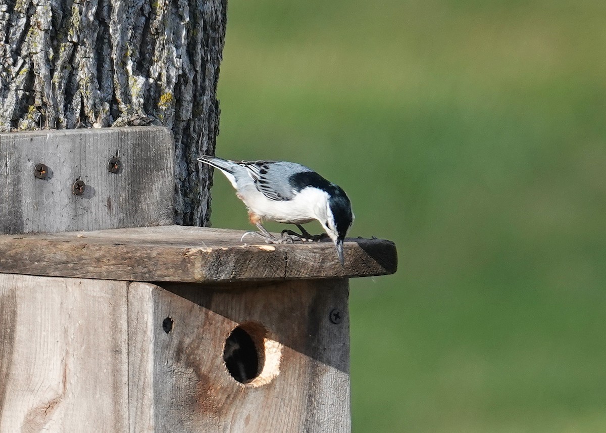 White-breasted Nuthatch - ML616009944
