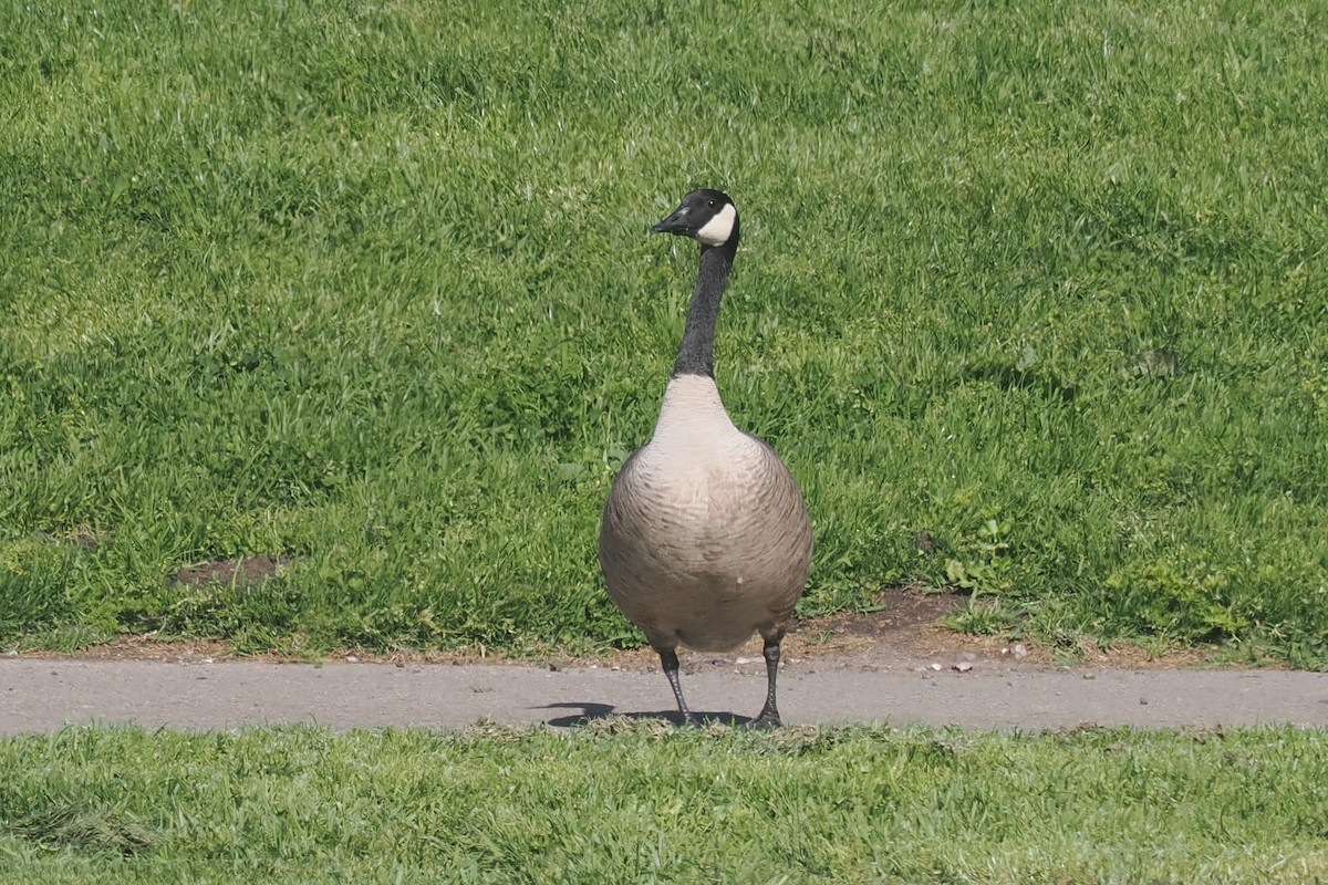 Canada Goose (moffitti/maxima) - ML616010015