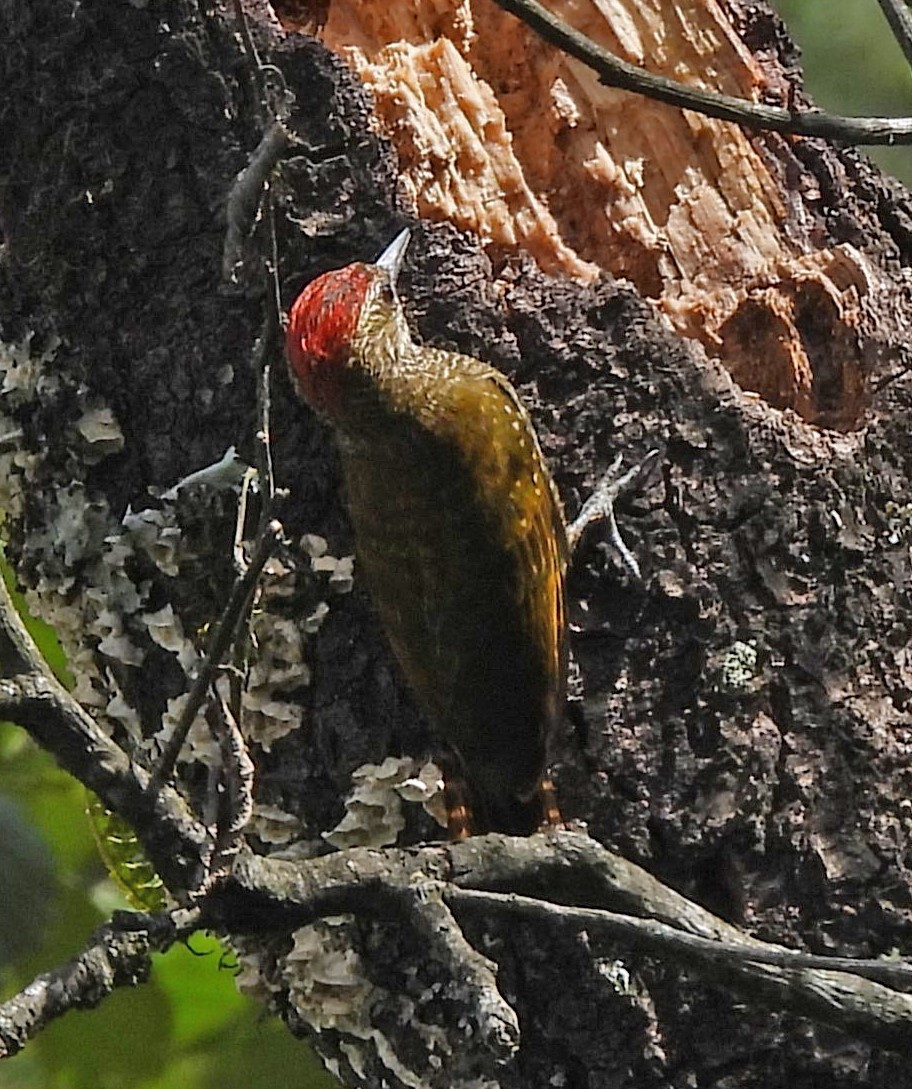 Dot-fronted Woodpecker - ML616010087