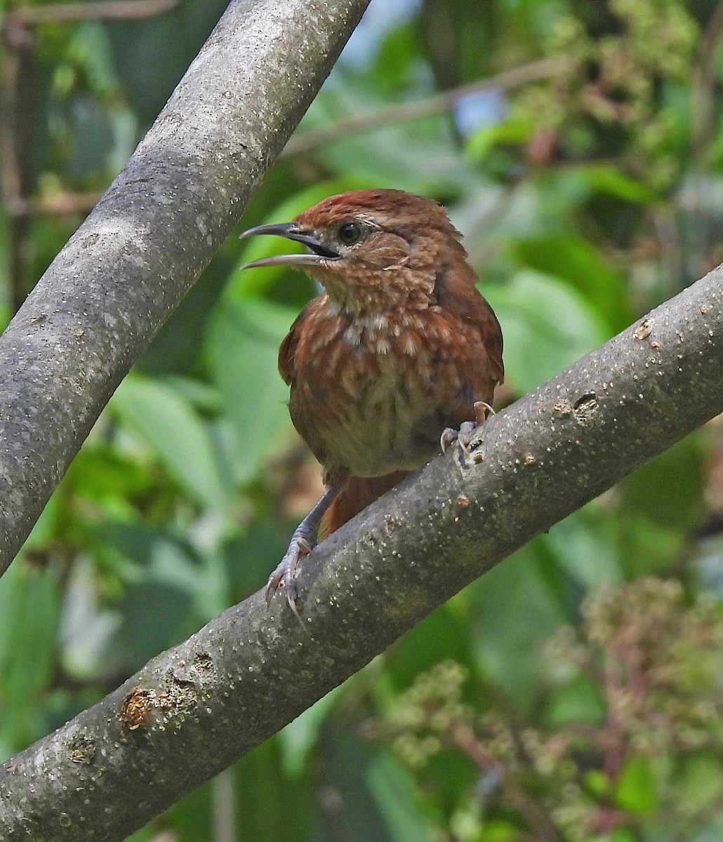 Spot-breasted Thornbird - ML616010093