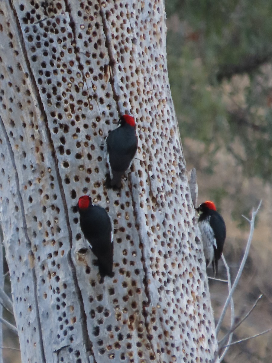 EBird Checklist - 9 Mar 2024 - Ash Canyon Bird Sanctuary (closed ...