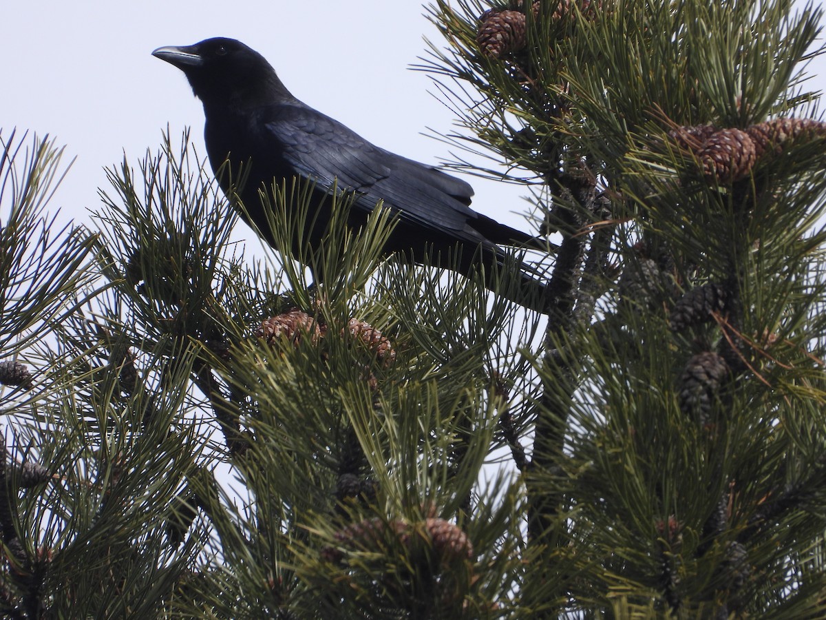 American Crow - ML616010161