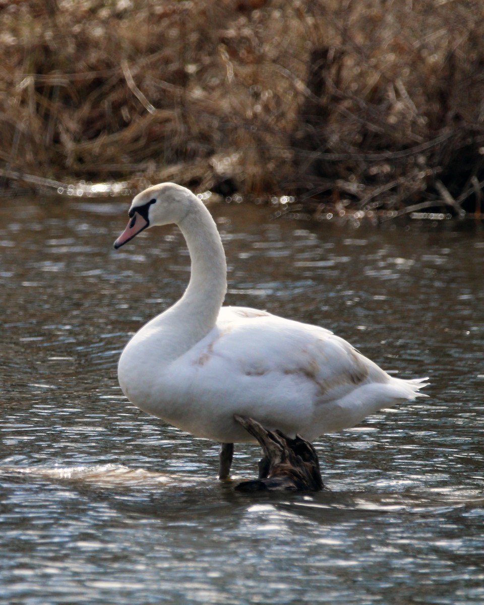 Mute Swan - ML616010169