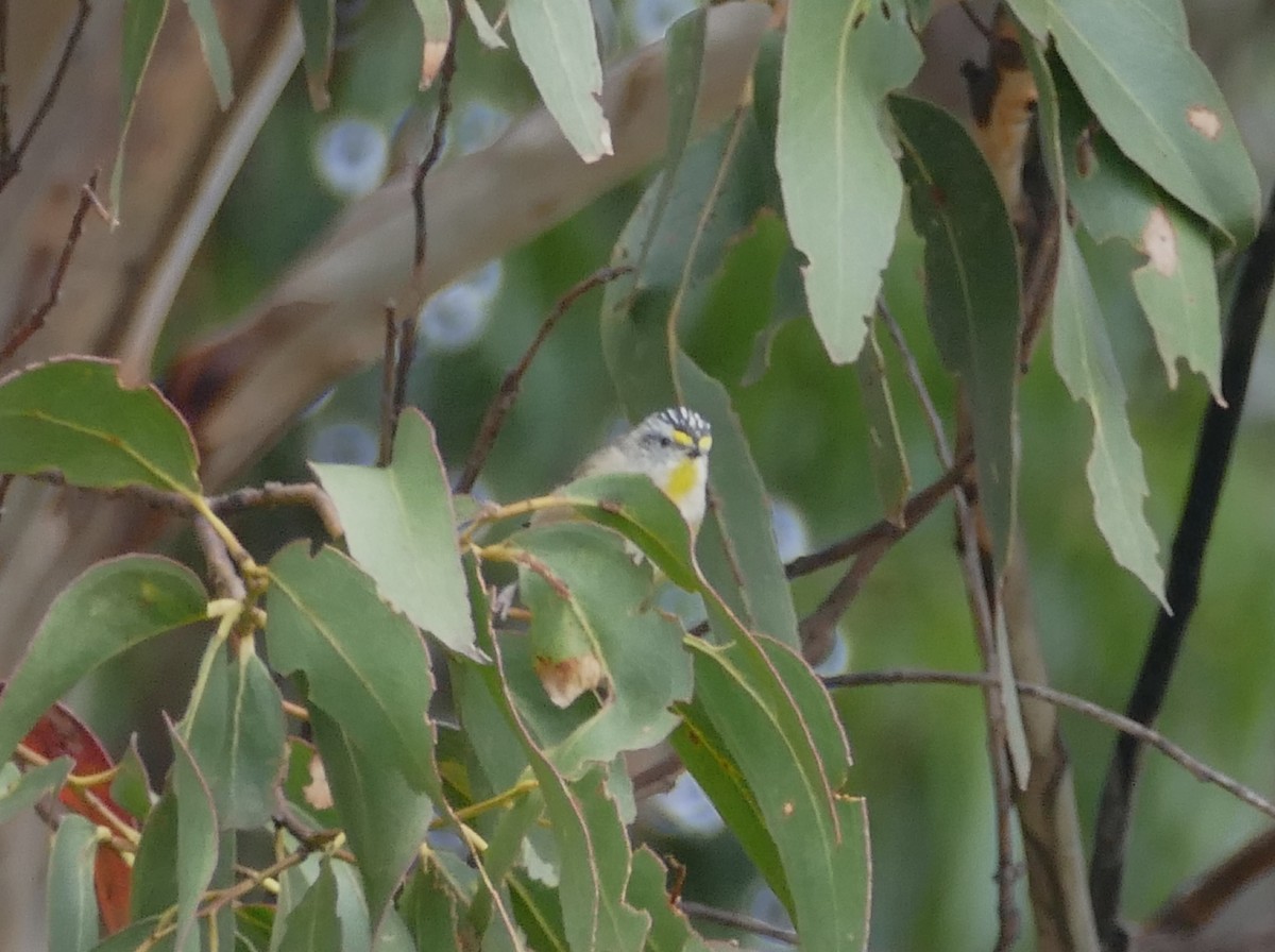 Striated Pardalote (Yellow-tipped) - ML616010170