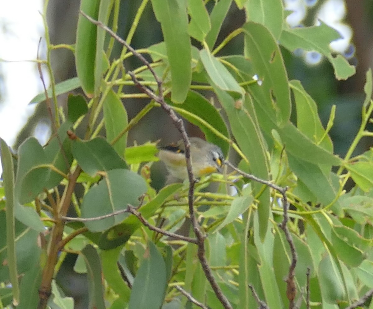 Striated Pardalote (Yellow-tipped) - ML616010181
