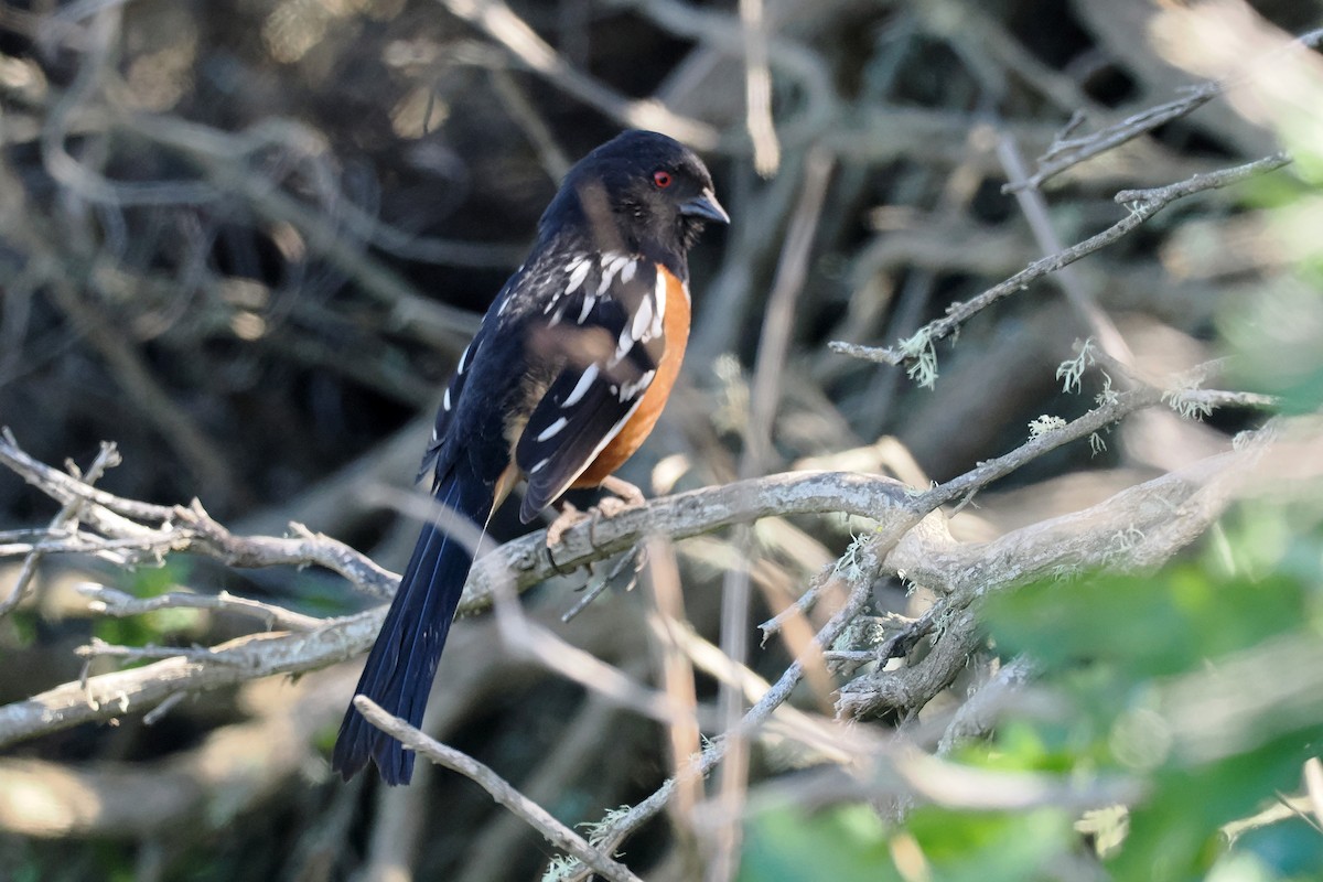 Spotted Towhee - ML616010201