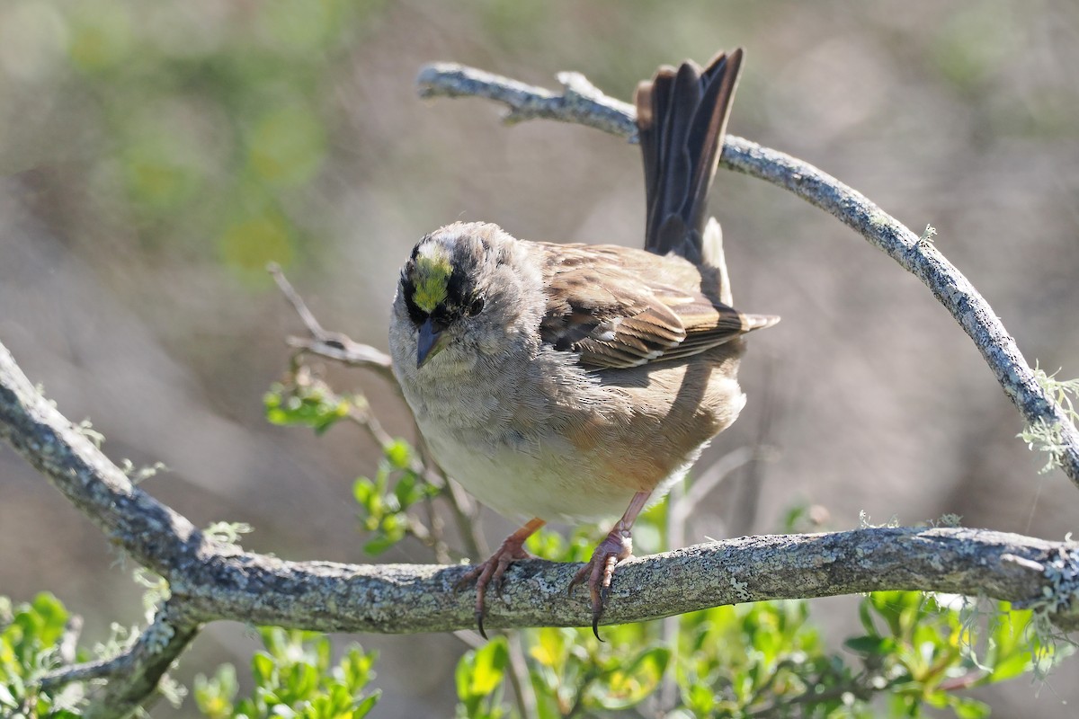 Golden-crowned Sparrow - ML616010210