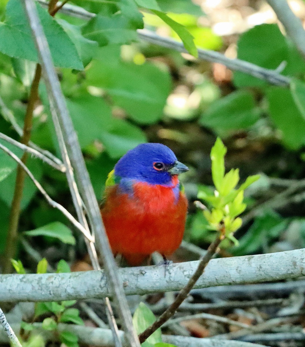 Painted Bunting - ML616010213