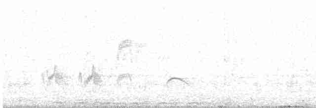 Élénie à cimier blanc - ML616010216