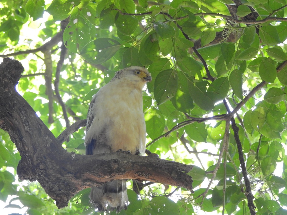 Crested Serpent-Eagle - ML616010230