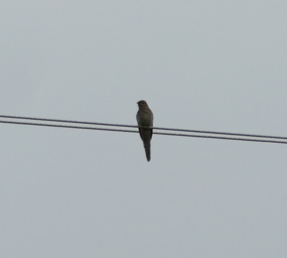 Fan-tailed Cuckoo - ML616010251