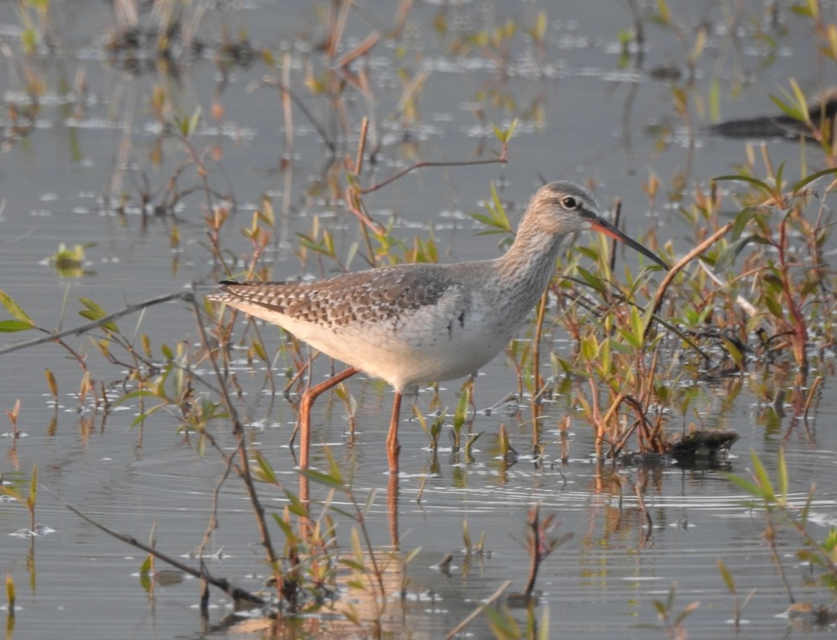 Spotted Redshank - ML616010348