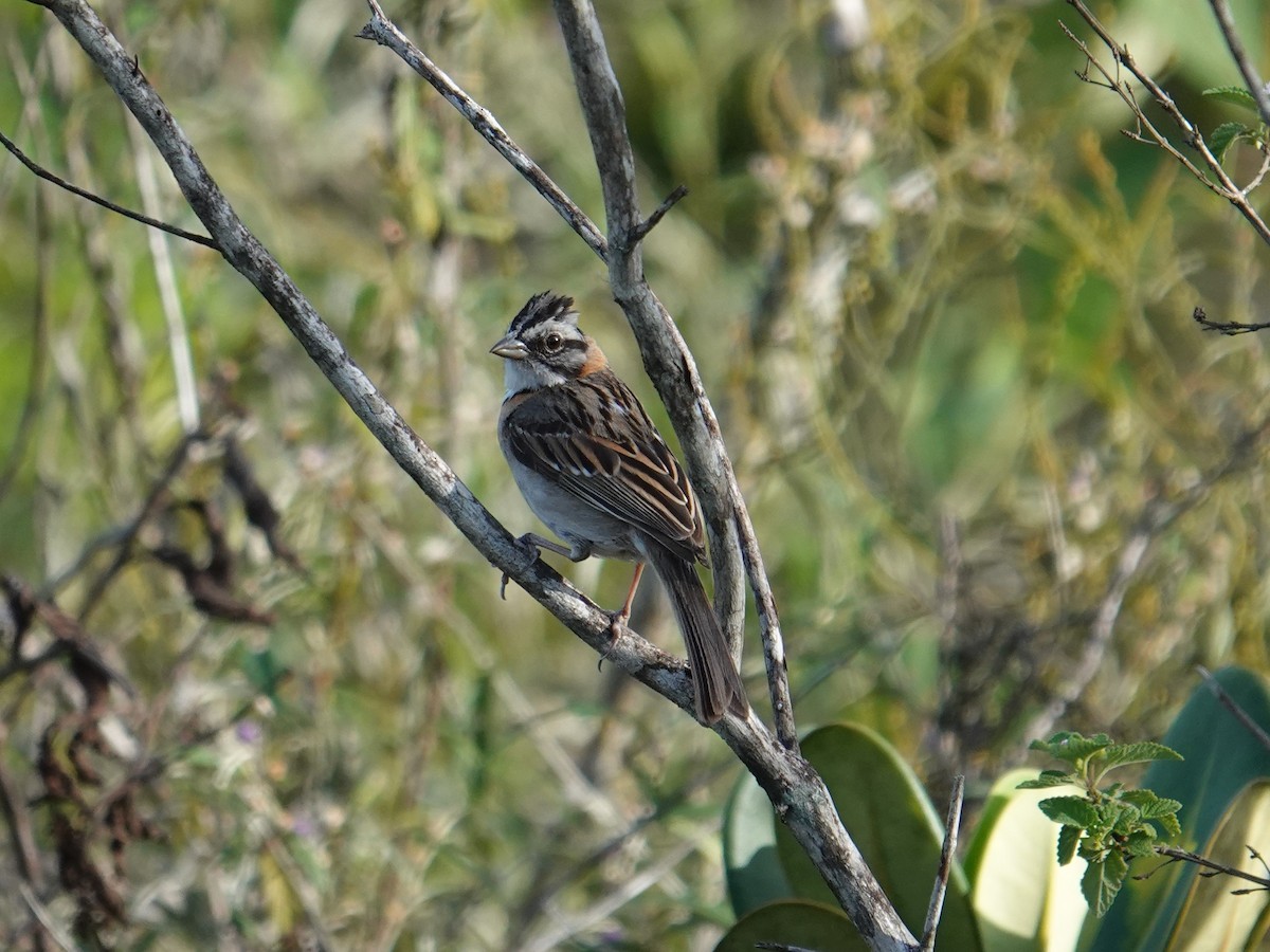 Rufous-collared Sparrow (Rufous-collared) - ML616010494