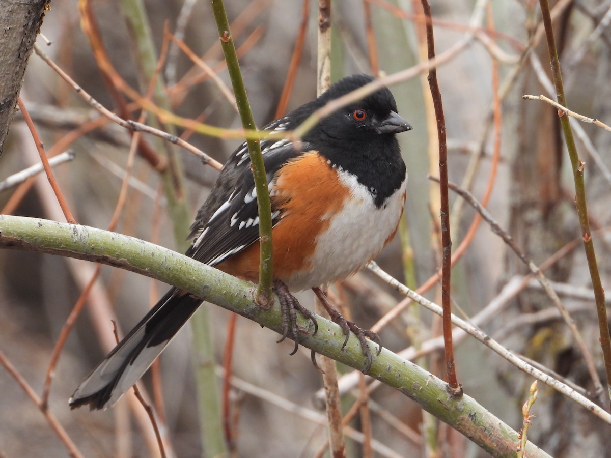Spotted Towhee - ML616010503