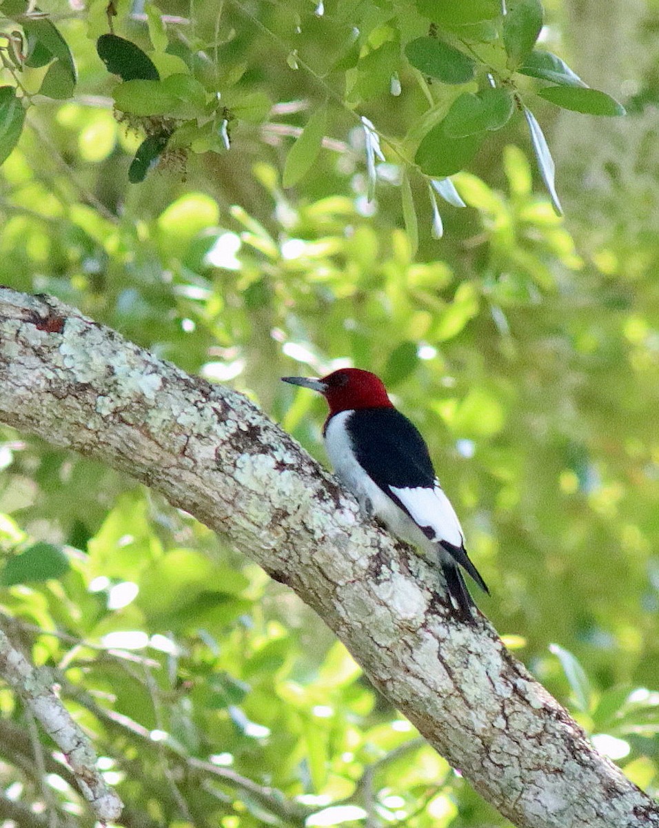 Red-headed Woodpecker - ML616010526