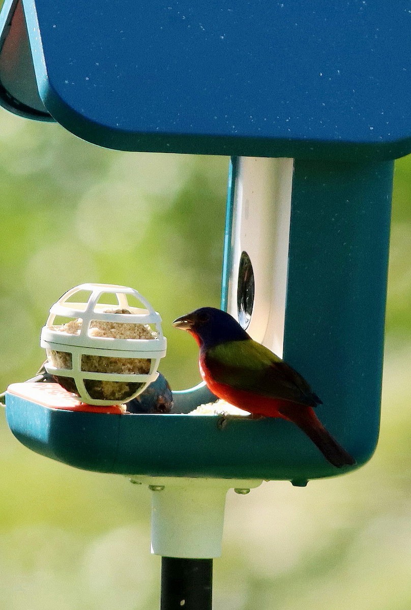 Painted Bunting - ML616010543