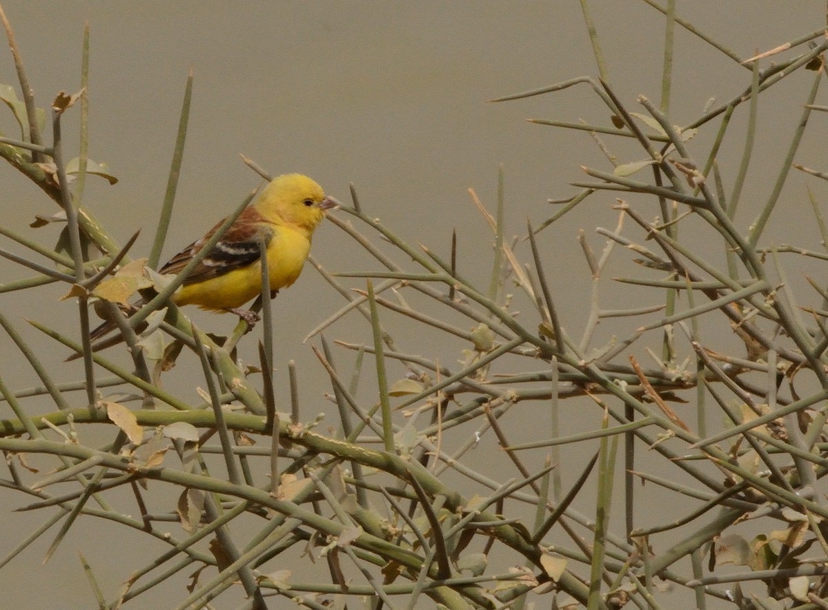 Sudan Golden Sparrow - ML616010690