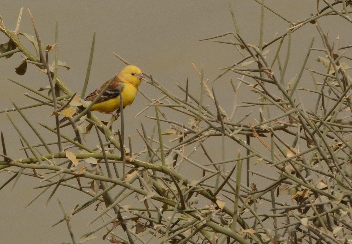 Sudan Golden Sparrow - ML616010691