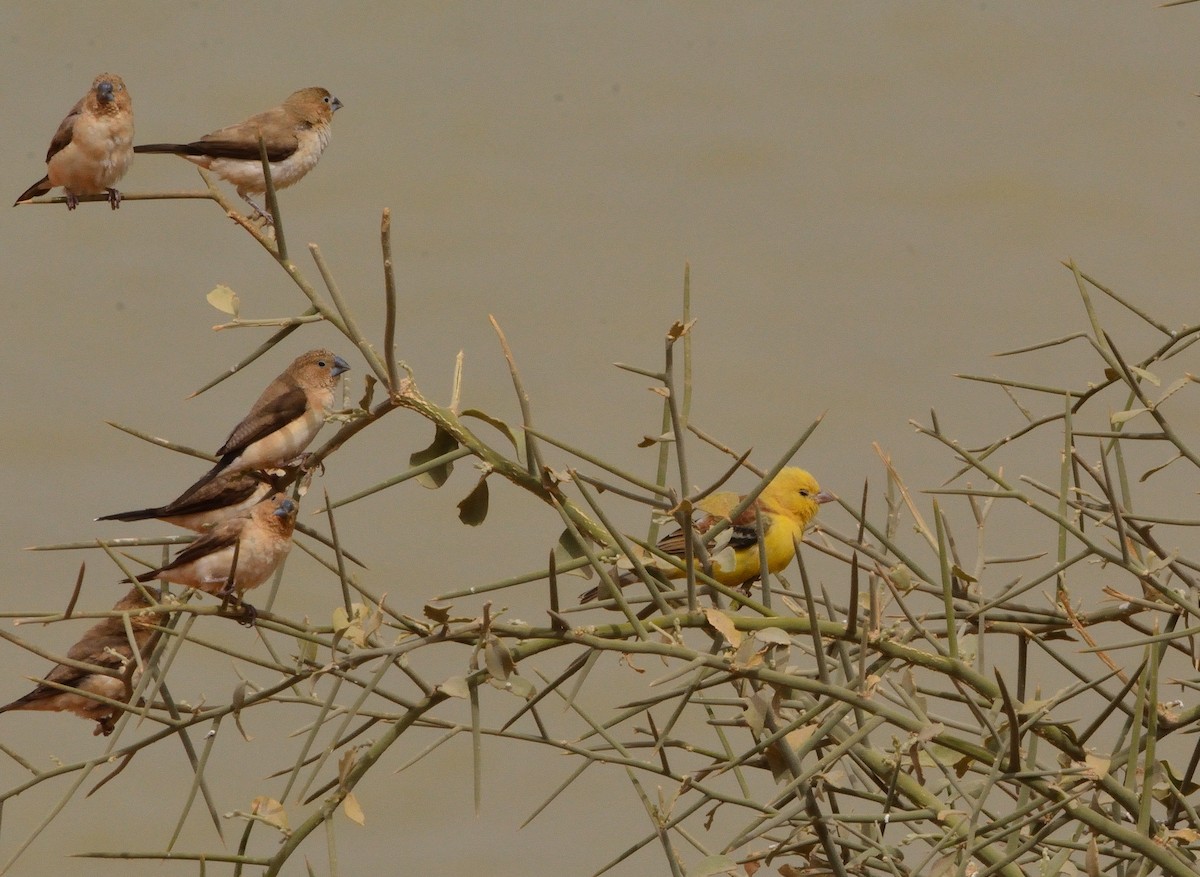 Sudan Golden Sparrow - ML616010696