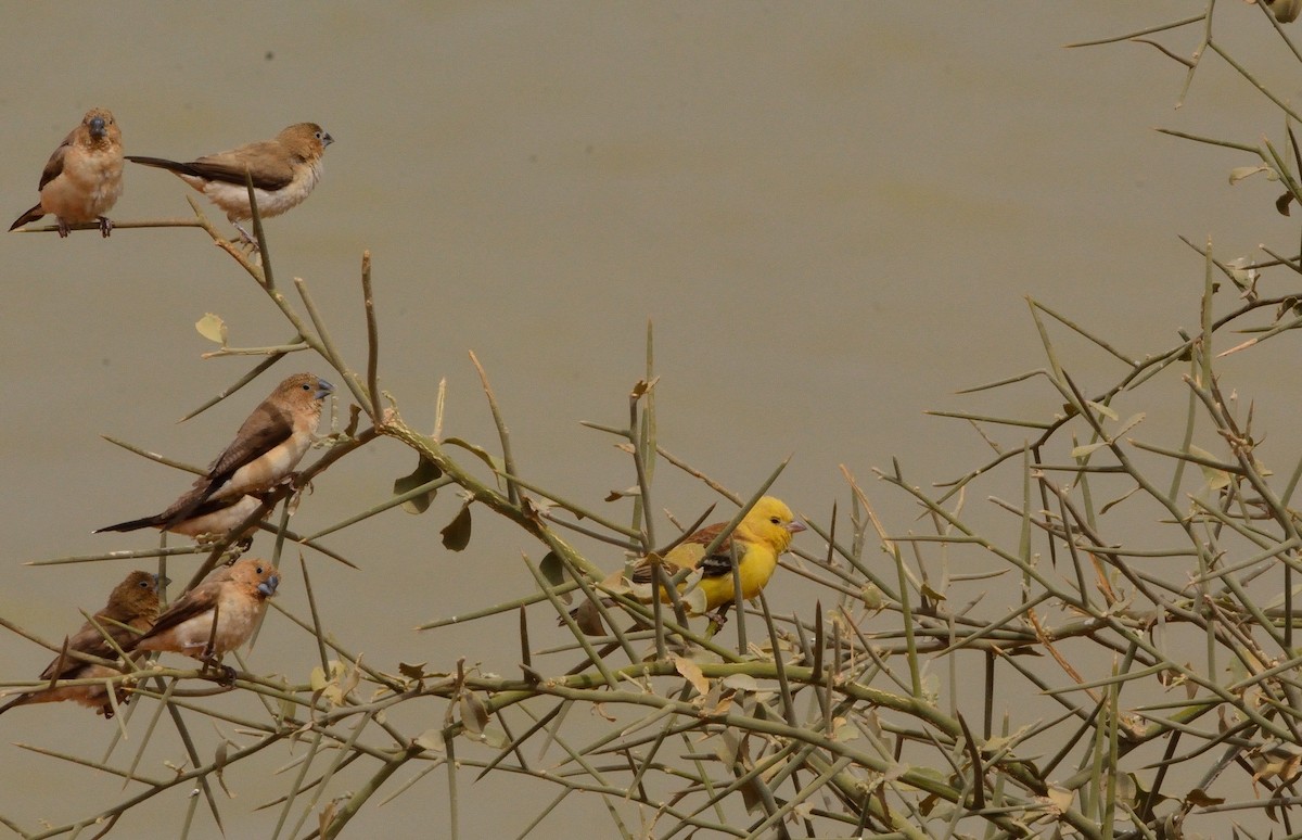 Sudan Golden Sparrow - ML616010697