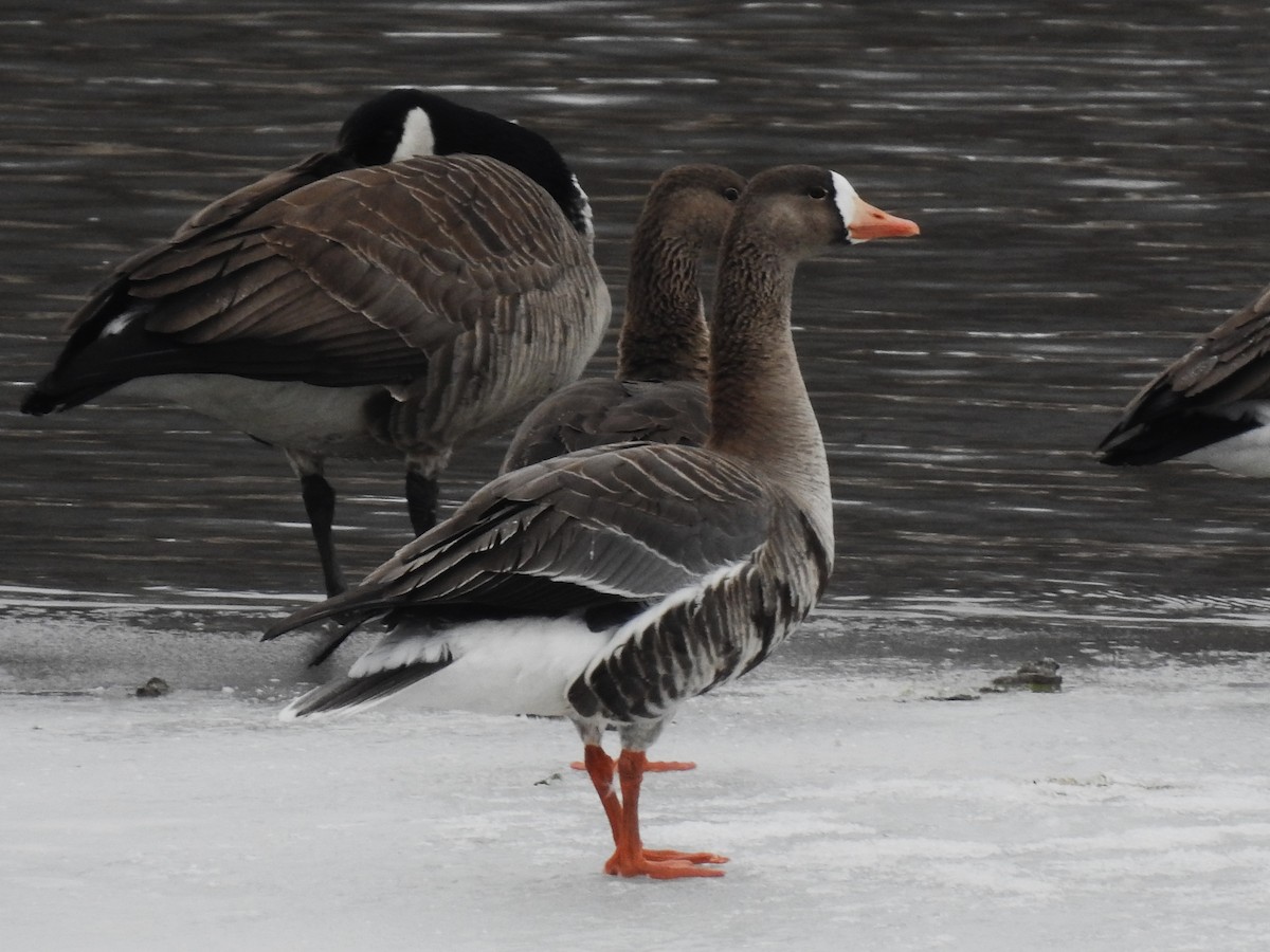 Greater White-fronted Goose - ML616011078