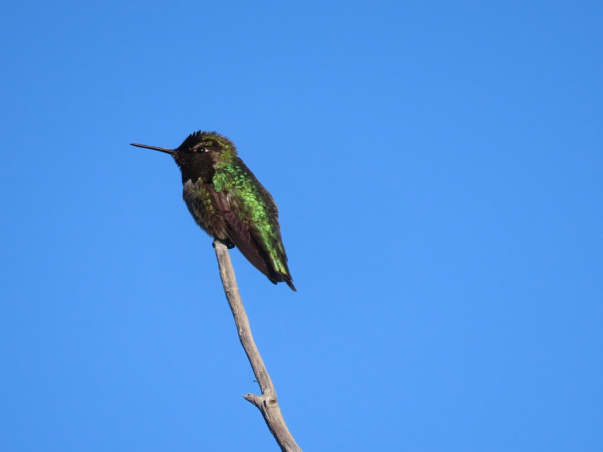 Anna's Hummingbird - ML616011206