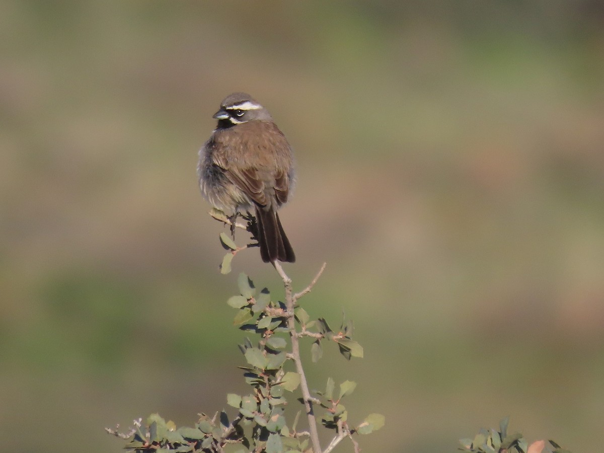 Black-throated Sparrow - ML616011259