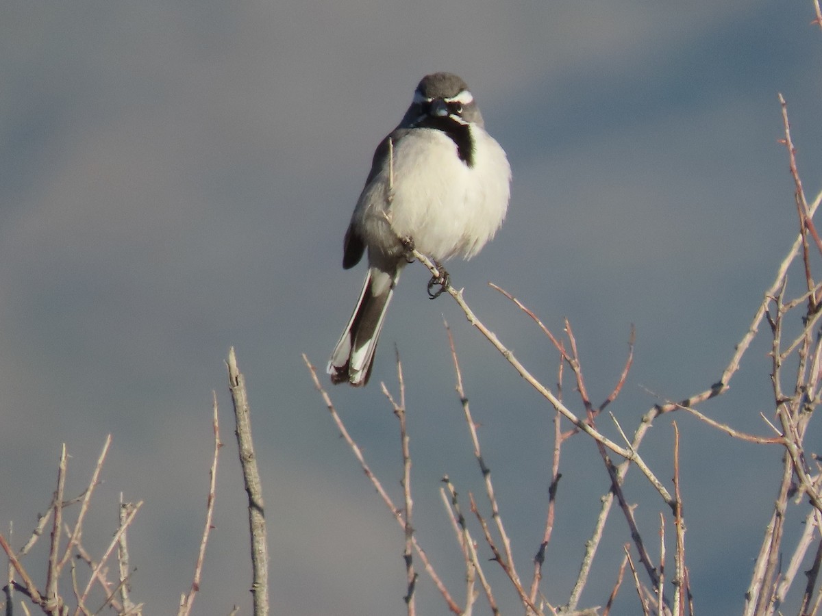 Black-throated Sparrow - ML616011260