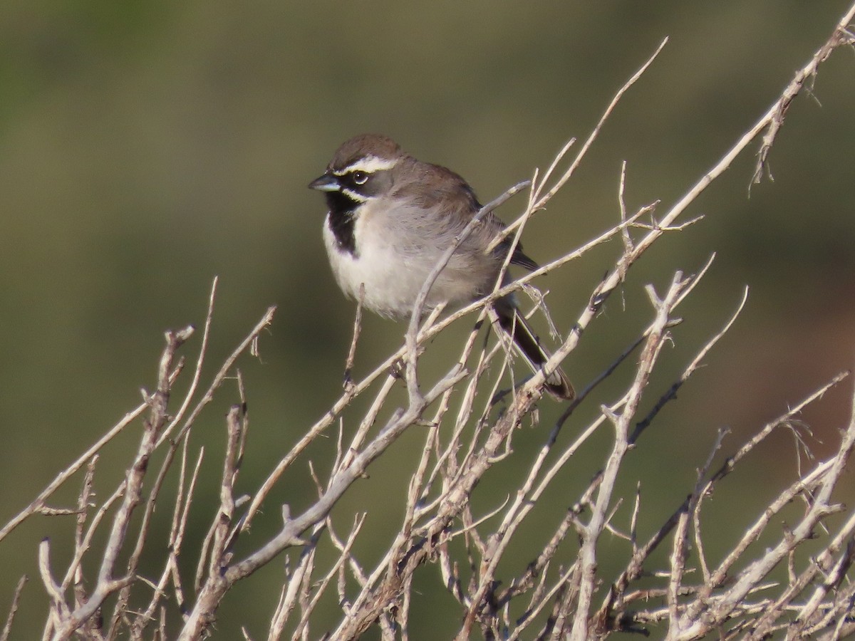 Black-throated Sparrow - ML616011261