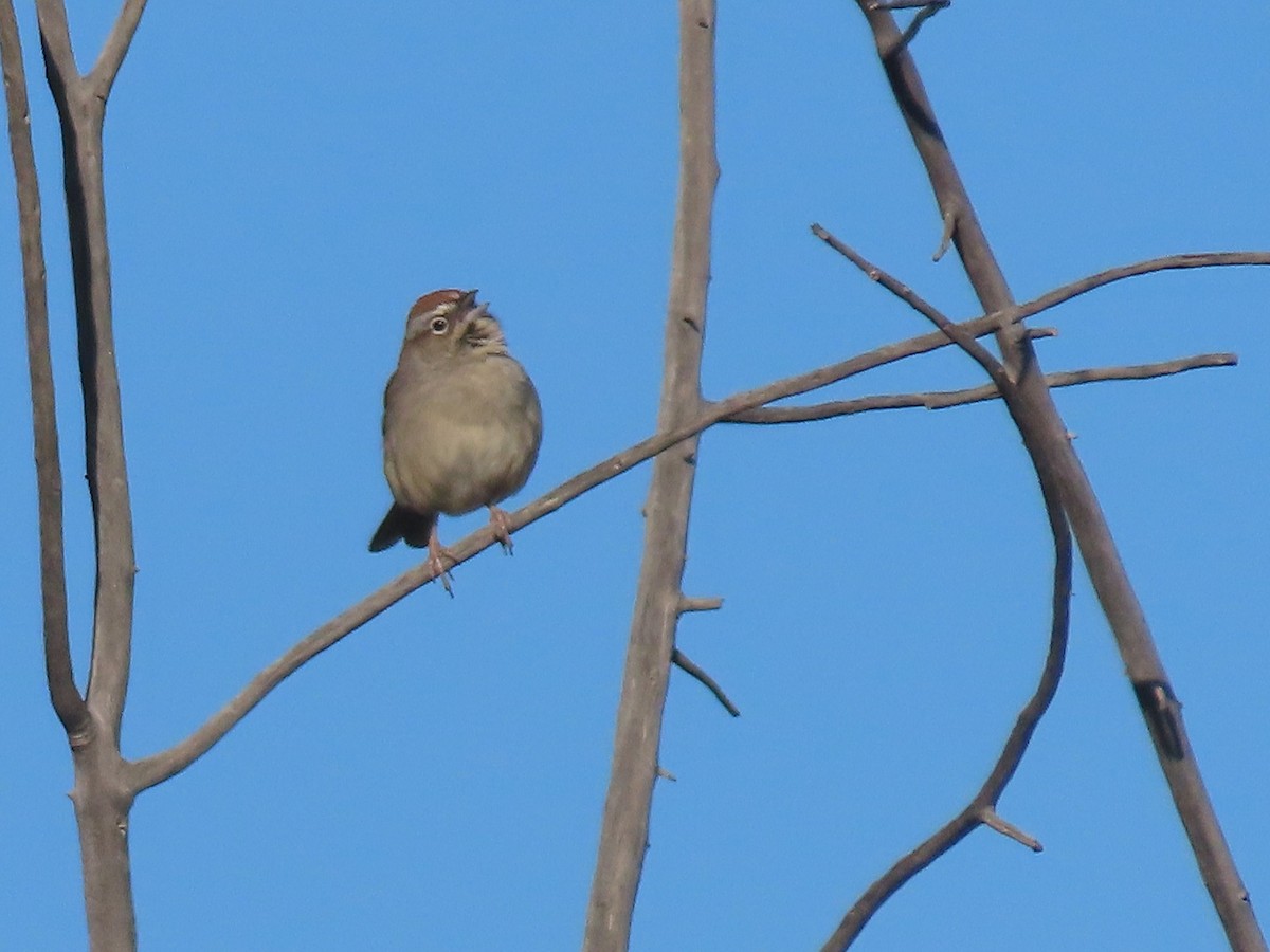 Rufous-crowned Sparrow - ML616011289
