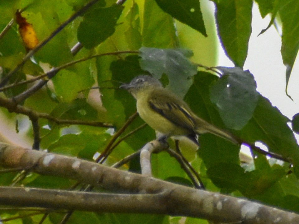 Gray-crowned Flatbill - ML616011328