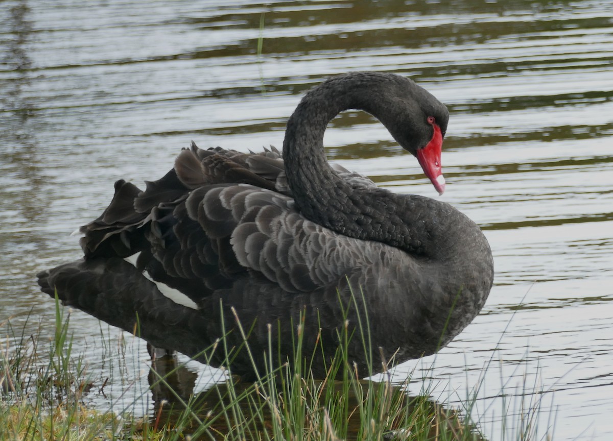 Black Swan - ML616011334