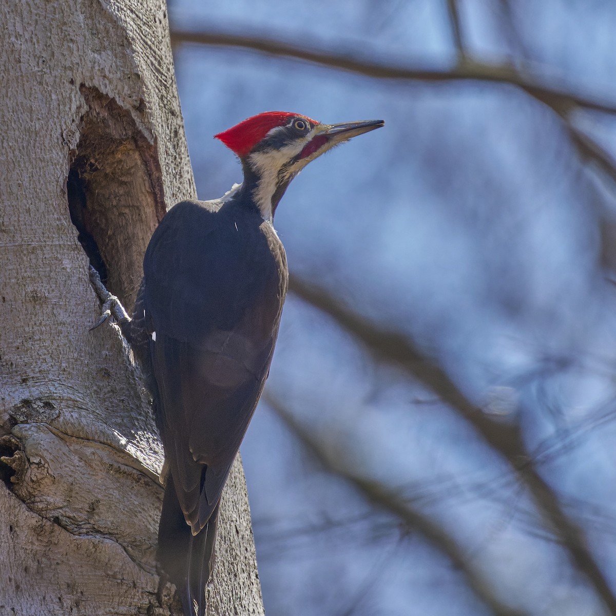 Pileated Woodpecker - Paul Danese