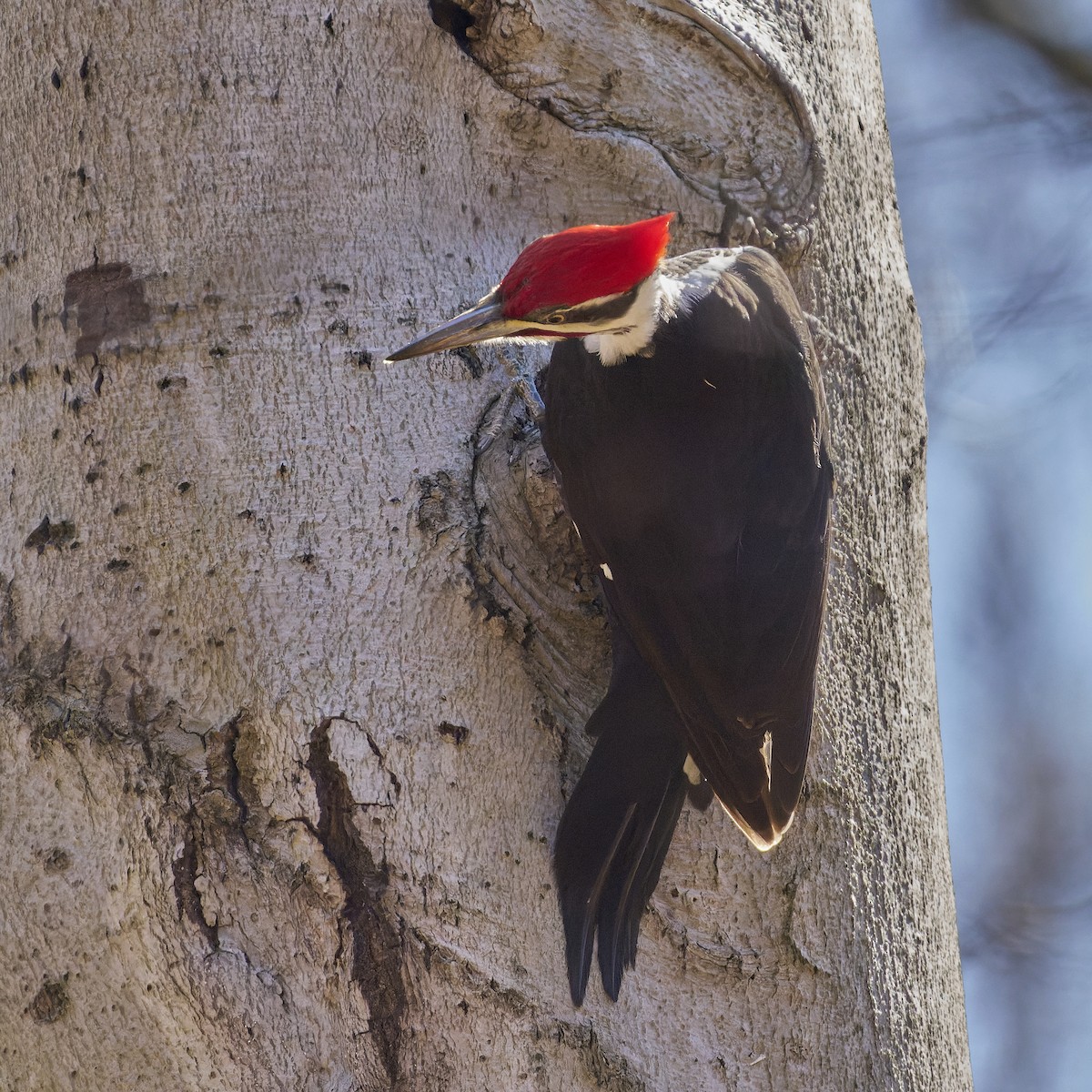 Pileated Woodpecker - ML616011454