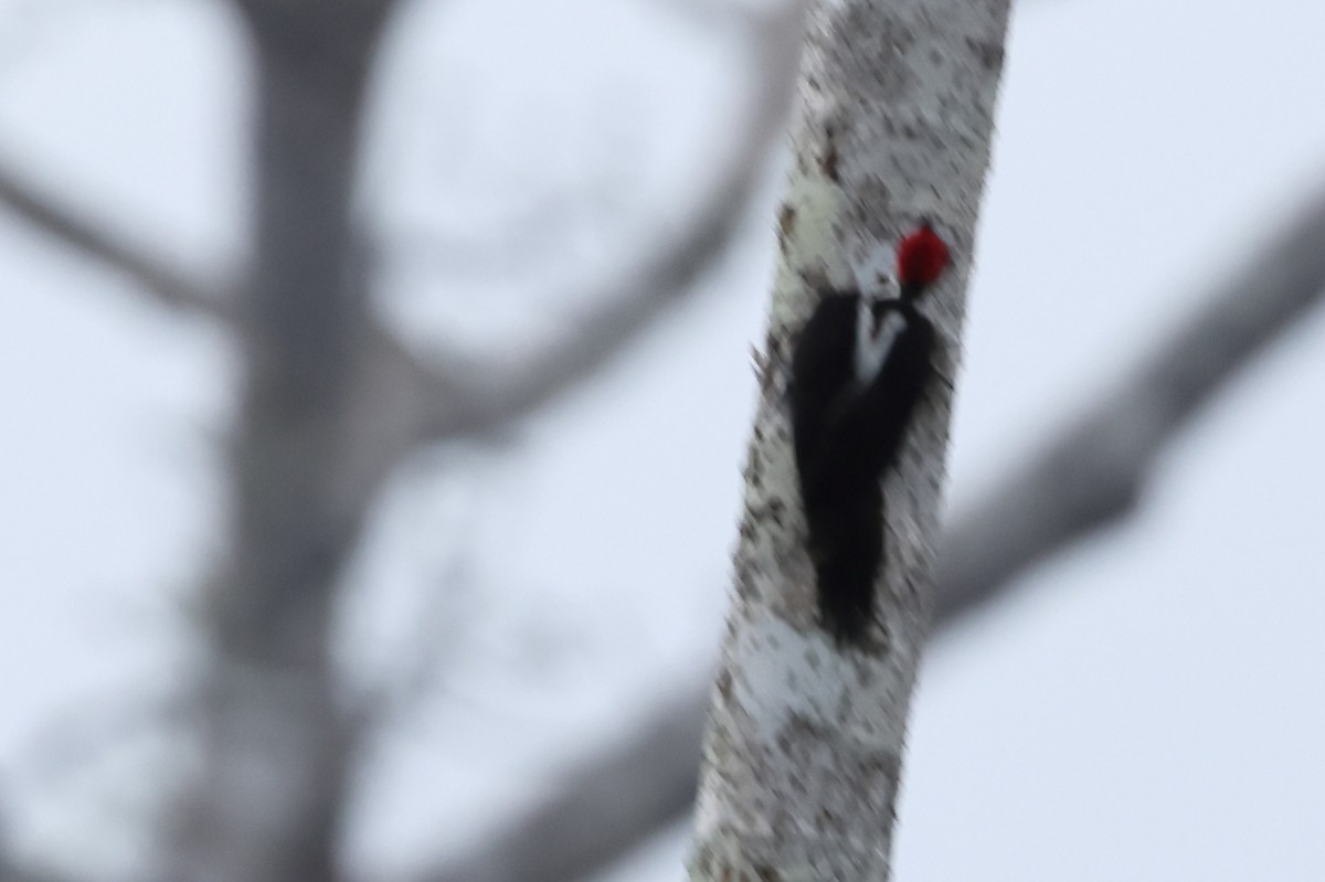 Crimson-crested Woodpecker - Robert Martin