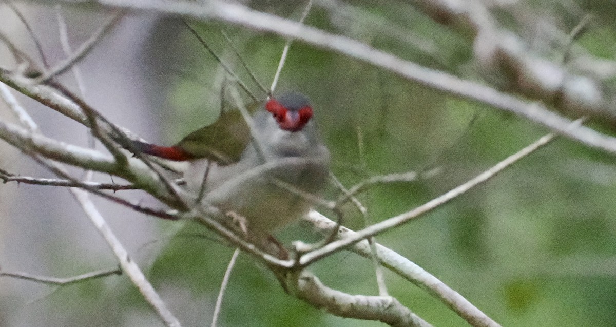 Red-browed Firetail - ML616011497