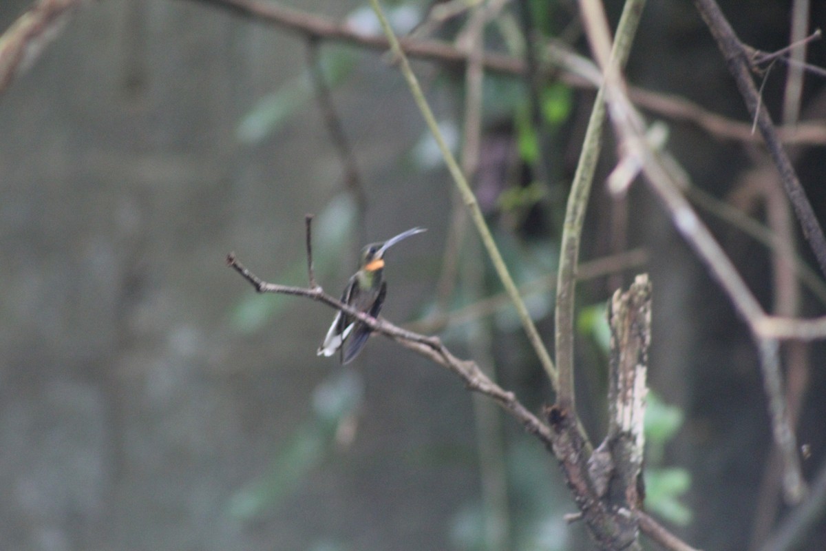 Pale-tailed Barbthroat - ML616011504