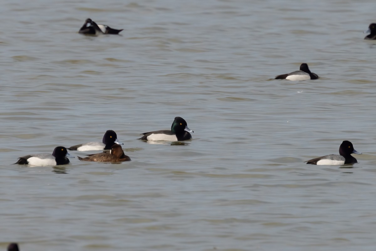 Ring-necked Duck x Greater Scaup (hybrid) - Sean Williams