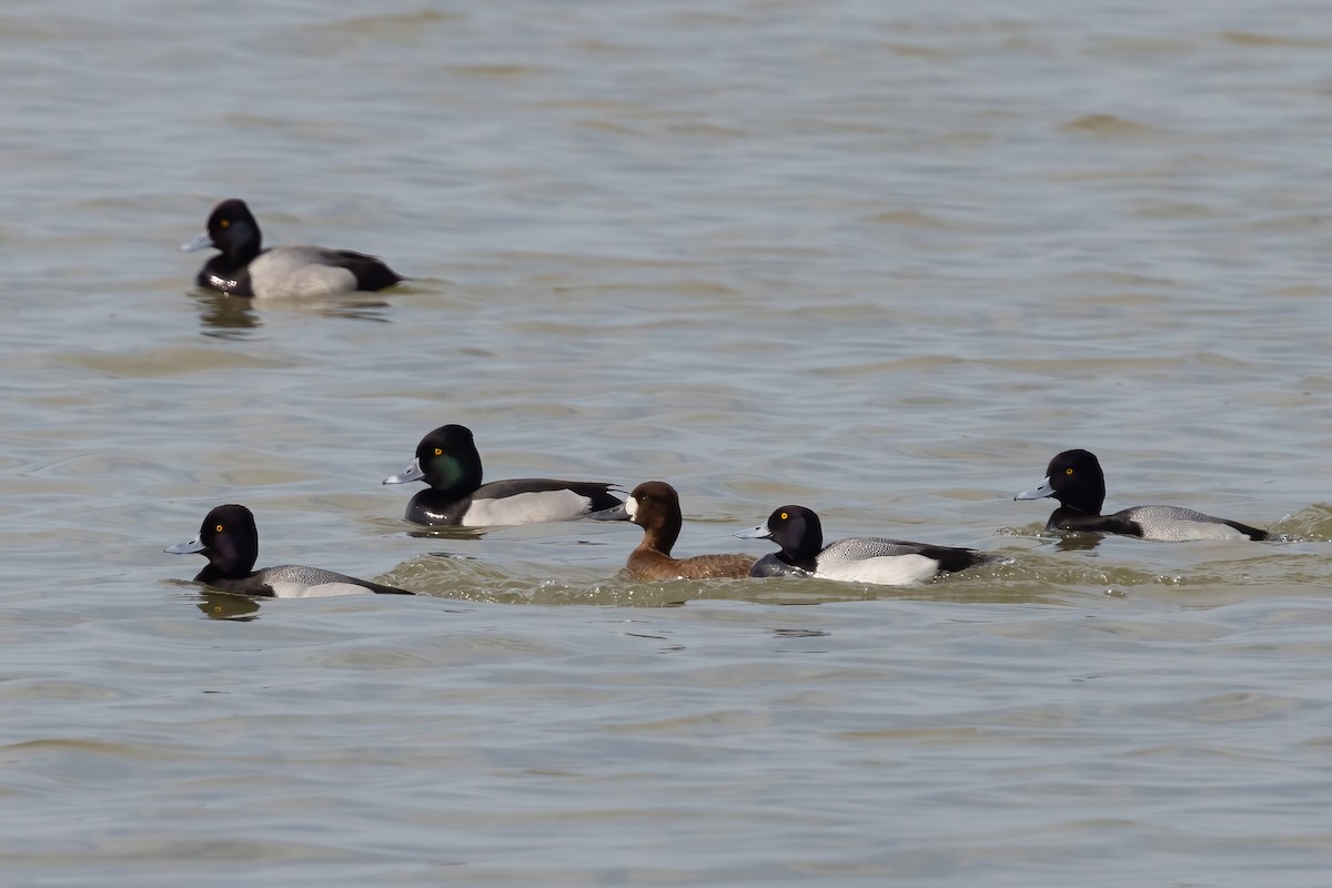Ring-necked Duck x Greater Scaup (hybrid) - ML616011608